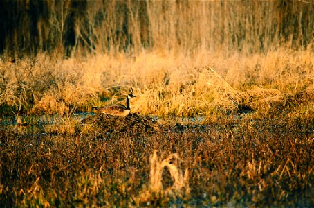 Habitat for ducks and geese on a restored wetland in Van Buren County, Iowa. photo