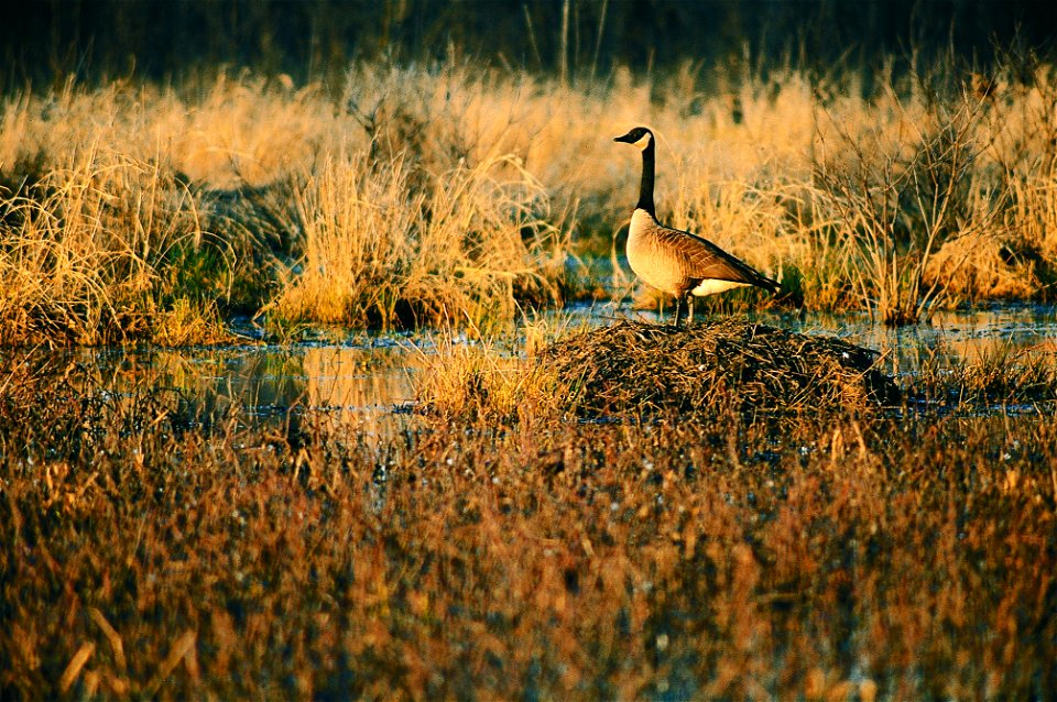 Habitat for ducks and geese on a restored wetland in Van Buren County, Iowa.