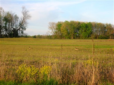 Geese in a field on the Muscatatuck National Wildlife Refuge, located just southeast of the junction of E500N and N1225E in Jackson Township, Jackson County, Indiana, United States. photo