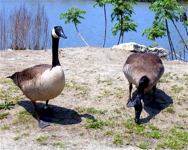 Photographed near Lake Erie in Conneaut Harbor, Conneaut photo