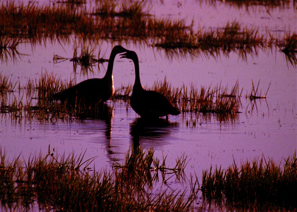 Pair of Canada geese in a temporary pothole wetland in South Dakota.
