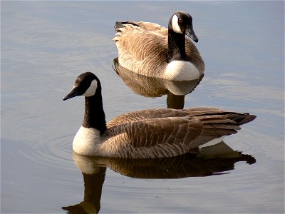 A pair of Canada Geese photo