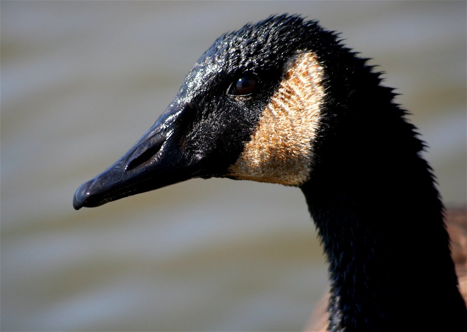 Closeup of a Canada Goose (Branta canadensis) which had just been digging underwater for food.  At the Tifft Nature Preserve, Buffalo, NY.