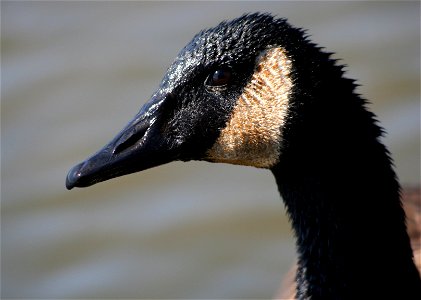 Closeup of a Canada Goose (Branta canadensis) which had just been digging underwater for food. At the Tifft Nature Preserve, Buffalo, NY. photo
