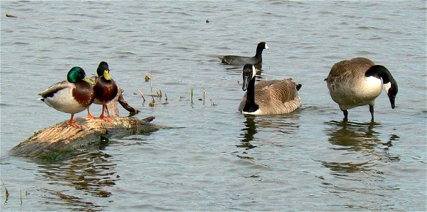 Mallards, Canada Geese and American Coot at Chalco Hills Recreation Area photo