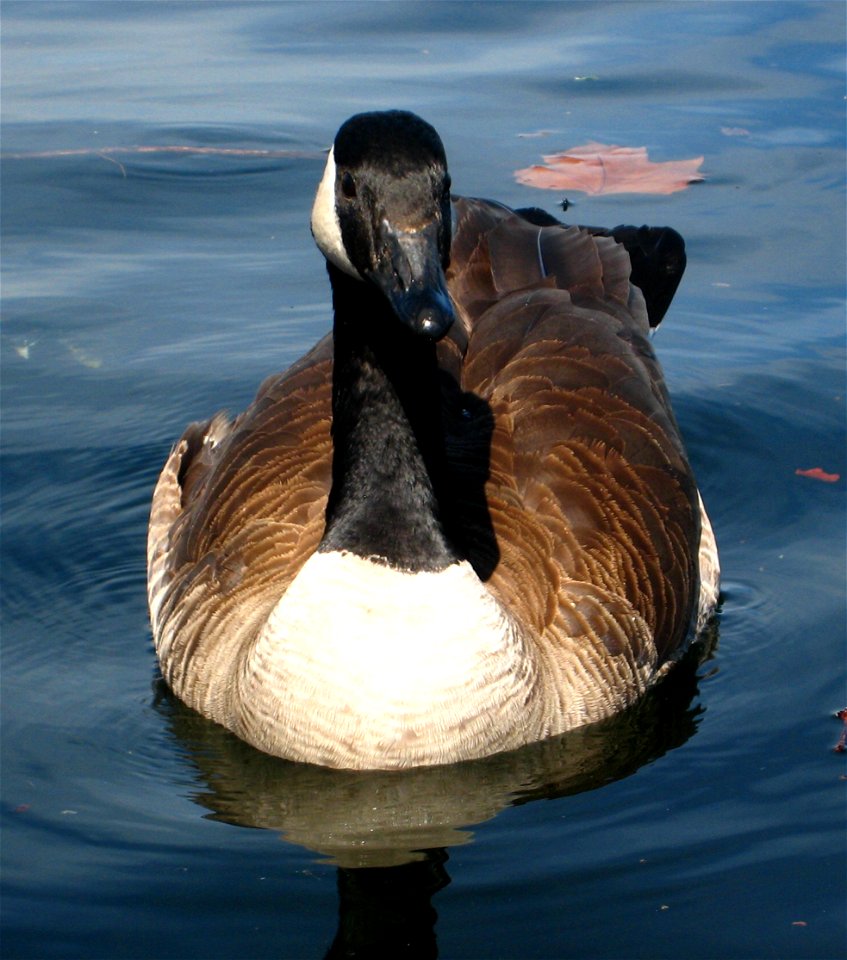Canada Goose (Branta canadensis) on Lake Union, Seattle WA.
