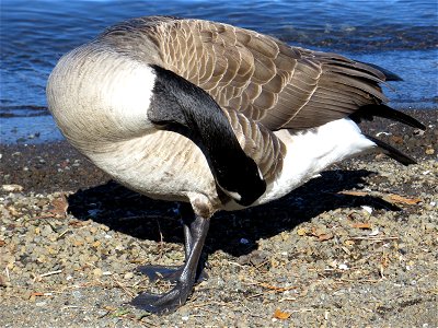 Canada Goose in Lake Yamanaka, Yamanashi, Japan.