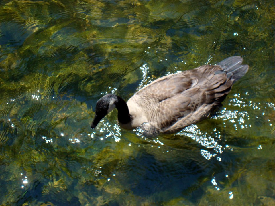 Canadian Goose, Hersheypark Zoo America, Hershey, Pennsylvania, USA photo