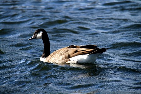 Goose swimming in Charles River near Boston MA photo