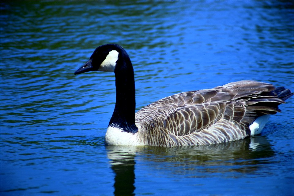 Canada goose in Iowa. photo