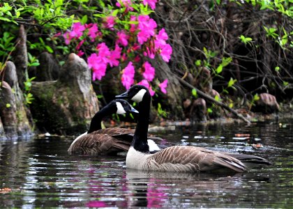 Sumter, South Carolina, USA. Canadian Geese swim in swan lake. April, 14, 2010. The Iris Gardens at swan lake boast the home of many floral attractions and avian species. photo