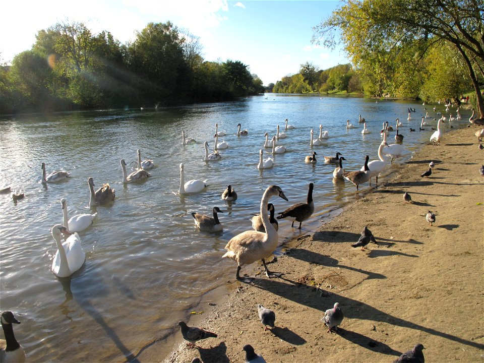 Mute swans and Canada geese, Seine-et-Marne, France.