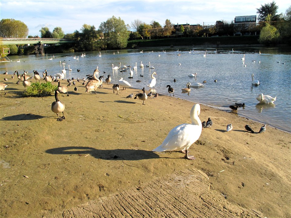 Mute swans and Canada geese, Seine-et-Marne, France.