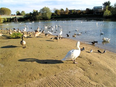 Mute swans and Canada geese, Seine-et-Marne, France.