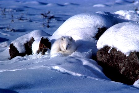 Arctic Fox (Alopex lagopus) in snow photo