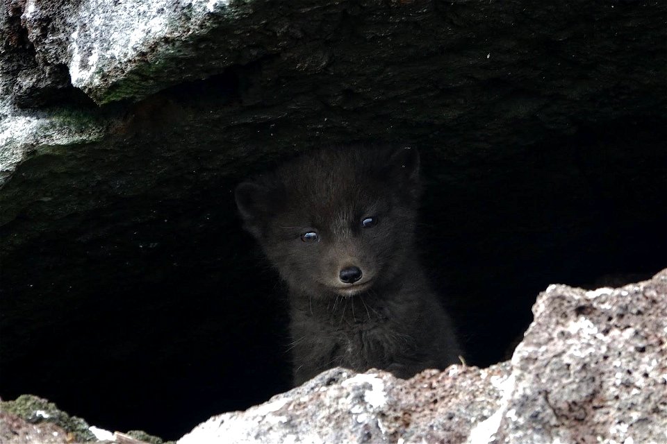 Blue fox on St Paul Island