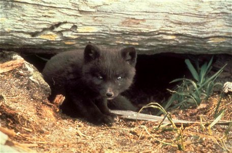 Image title: Fox cub cute fox animal Image from Public domain images website, http://www.public-domain-image.com/full-image/fauna-animals-public-domain-images-pictures/foxes-and-wolves-public-domain-i photo