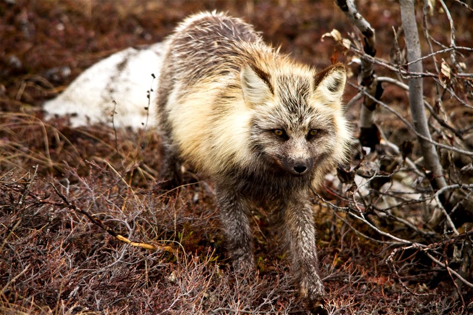 Arctic Fox near Eielson, Denali NP
