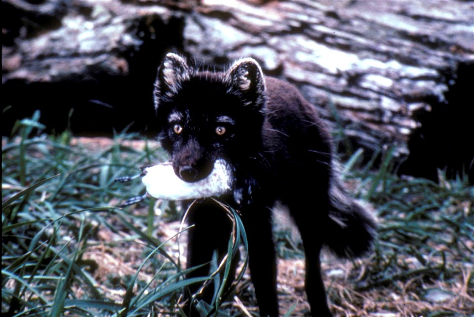 Renard arctique sur l'île de St. Mattews ayant capturé un Starique minuscule.