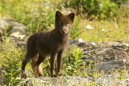 Image title: Arctic fox (Alopex lagopus)
Image from Public domain images website, http://www.public-domain-image.com/full-image/fauna-animals-public-domain-images-pictures/foxes-and-wolves-public-doma