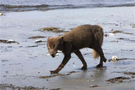 Image title: Arctic fox
Image from Public domain images website, http://www.public-domain-image.com/full-image/fauna-animals-public-domain-images-pictures/foxes-and-wolves-public-domain-images-picture