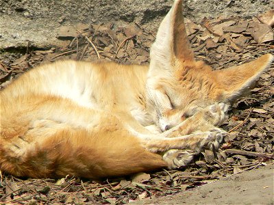 Vulpes zerda (fenec fox) at the zoo in mexico city photo