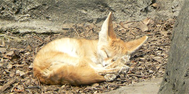 Vulpes zerda (fenec fox) at the zoo in mexico city photo