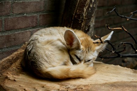 Wüstenfuchs (Vulpes zerda) photo