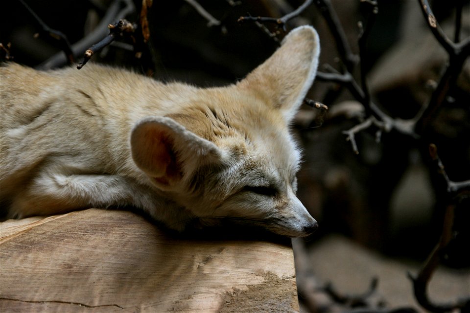 Wüstenfuchs (Vulpes zerda)