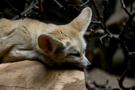 Wüstenfuchs (Vulpes zerda) photo