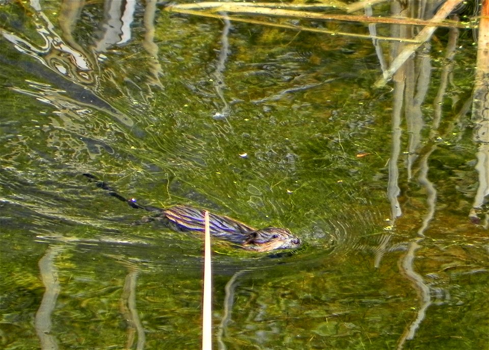 Muskrats are large rodents that always live near water. They are excellent swimmers, as demonstrated by this one outside of the visitor center.

USFWS / BJ Baker, National Elk Refuge volunteer