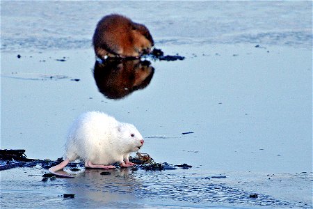 An albino muskrat in the foreground with a typically colored muskrat in the background. Photo Credit: Gary Eslinger/USFWS photo