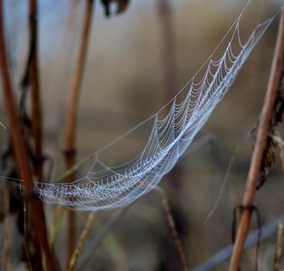 Dew in the morning water