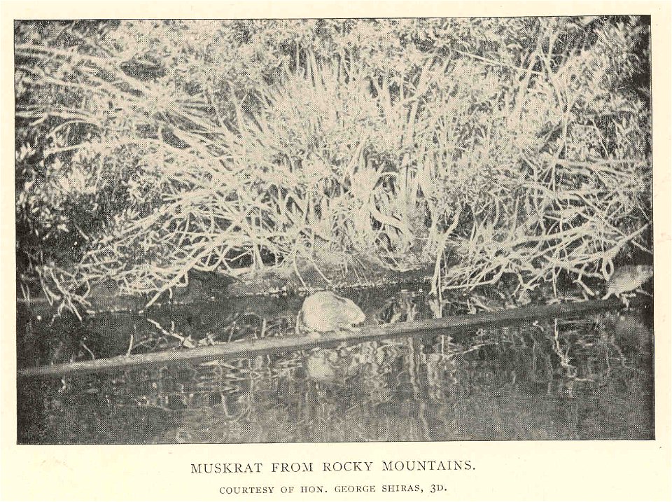 Muskrat from Rocky Mountains
Subject: Muskrat
Tag: Aquatic Mammals