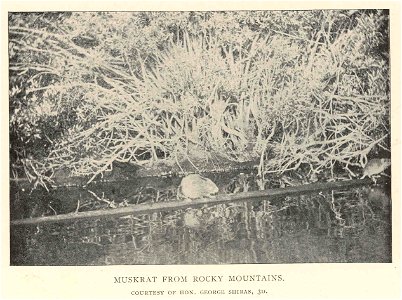 Muskrat from Rocky Mountains
Subject: Muskrat
Tag: Aquatic Mammals