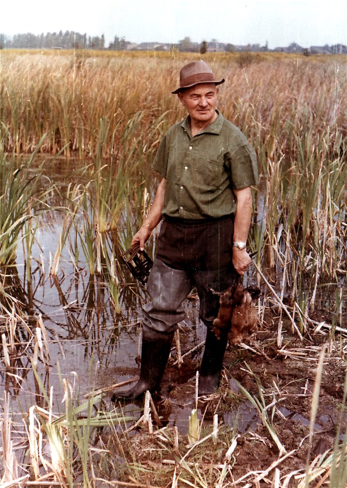 Max Hoffmann (* 6. Juli 1904, † nach 1977), Spezialist für Bisamrattenfang, Konstrukteur von Bisamfallen und Autor von Bisamfachliteratur.
Beim Kontrollieren der Fallen.