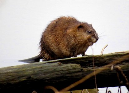 Now that spring has arrived, we've been seeing a lot of muskrat activity at Port Louisa National Wildlife Refuge in Iowa. Photo by Jessica Bolser/USFWS. photo