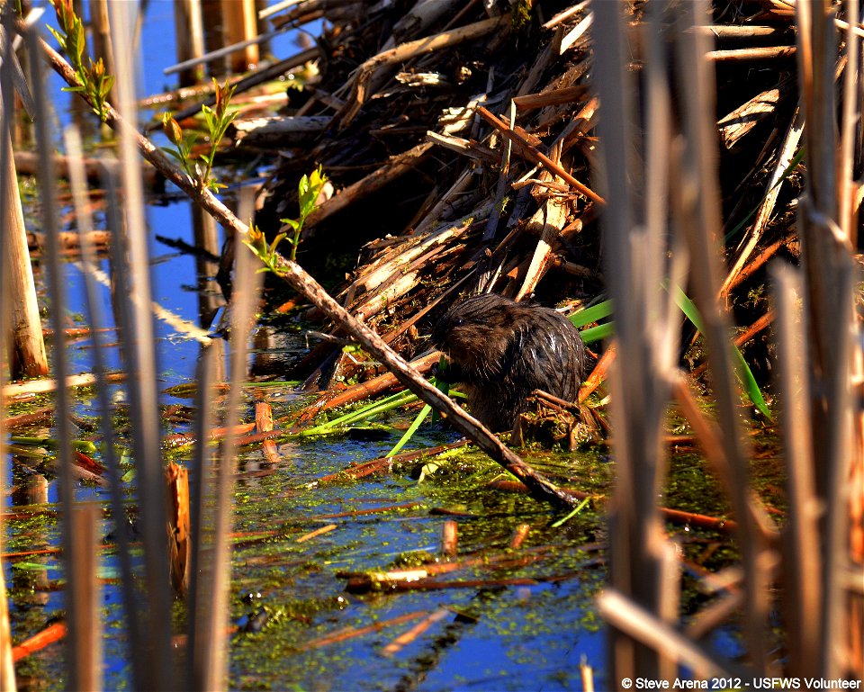 Muskrat Kit Great Meadows NWR, Concord, MA

Credit: Steve Arena/USFWS


18 May 2012