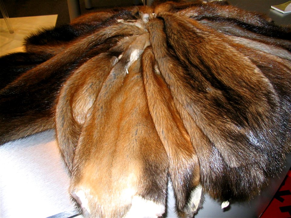Muskrat fur-skins (Europe)