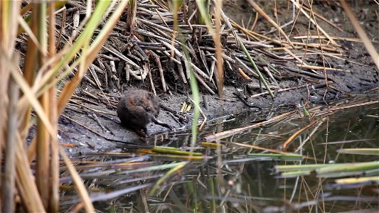 Marsh wrens squabble amongst themselves as a plump muskrat grooms himself.  Muskrats make underwater trails through marshes that they continue to use through the winter.  Muskrats also build feeding p