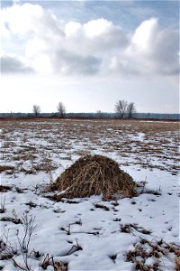 Muskrat lodge at Missisquoi National Wildlife Refuge. Credit: Ken Sturm/USFWS photo