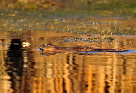Photo: Tom Koerner/USFWS