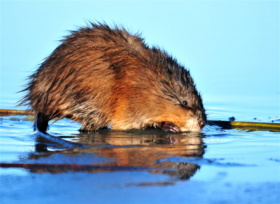 Photo: Tom Koerner/USFWS