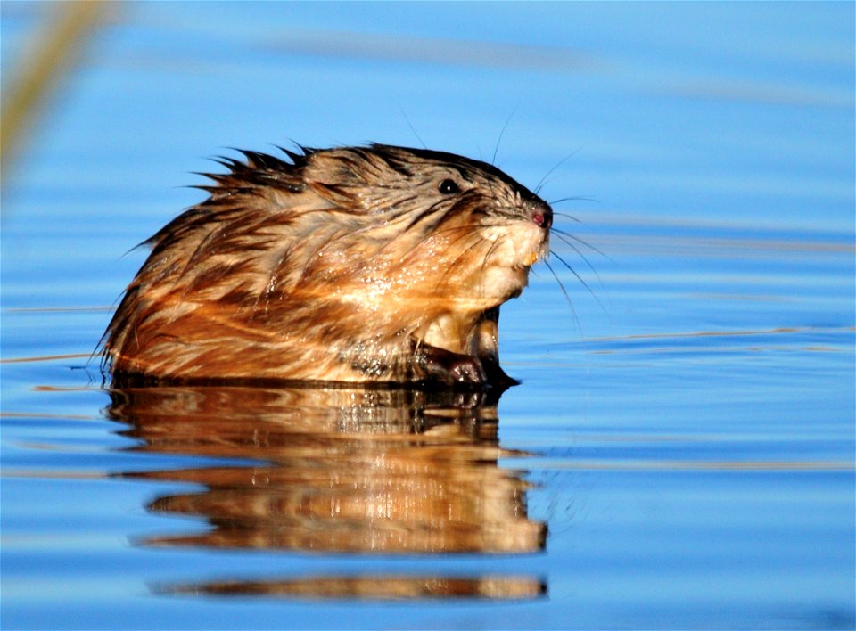 Photo: Tom Koerner/USFWS