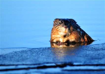 Brrrrr.......  Muskrats live in cold/icy water in the winters and keeping a waterproof coat is essential to survival.  Taken on Seedskadee NWR.  Photo: Tom Koerner/USFWS