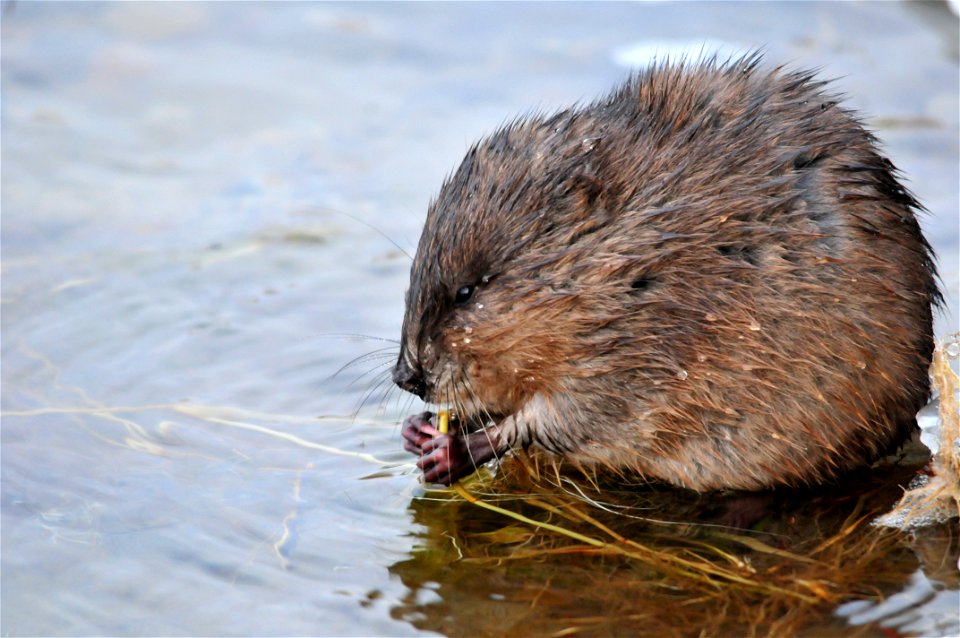 This young muskrat was repeatedly diving into shallow portions of the river and returning to shore with submerged aquatic vegetation to eat.  Photo: Tom Koerner/USFWS