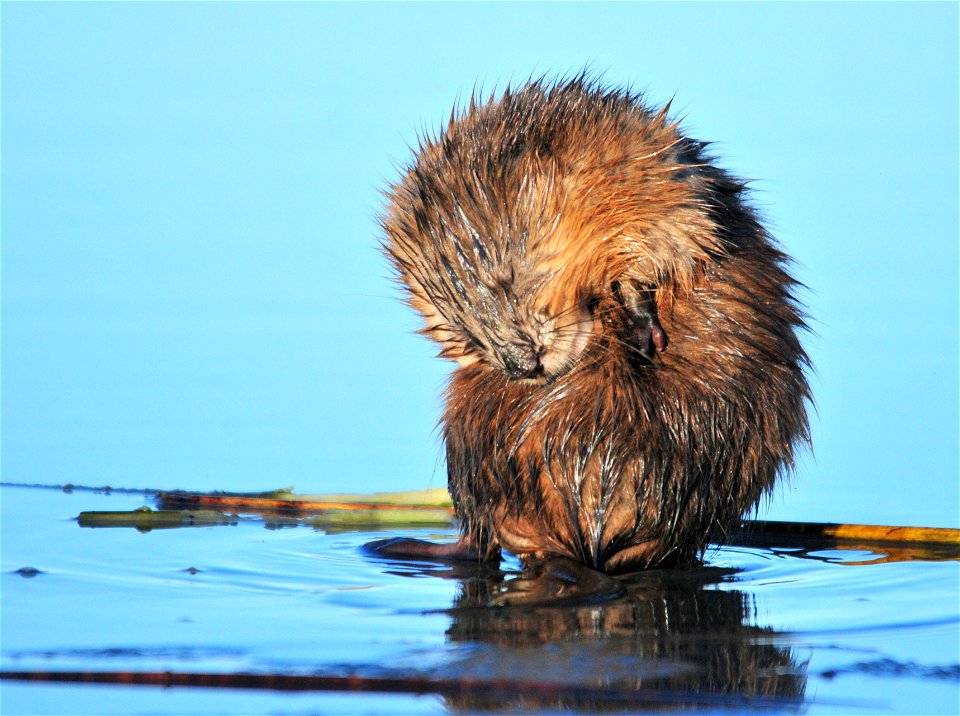 Photo: Tom Koerner/USFWS