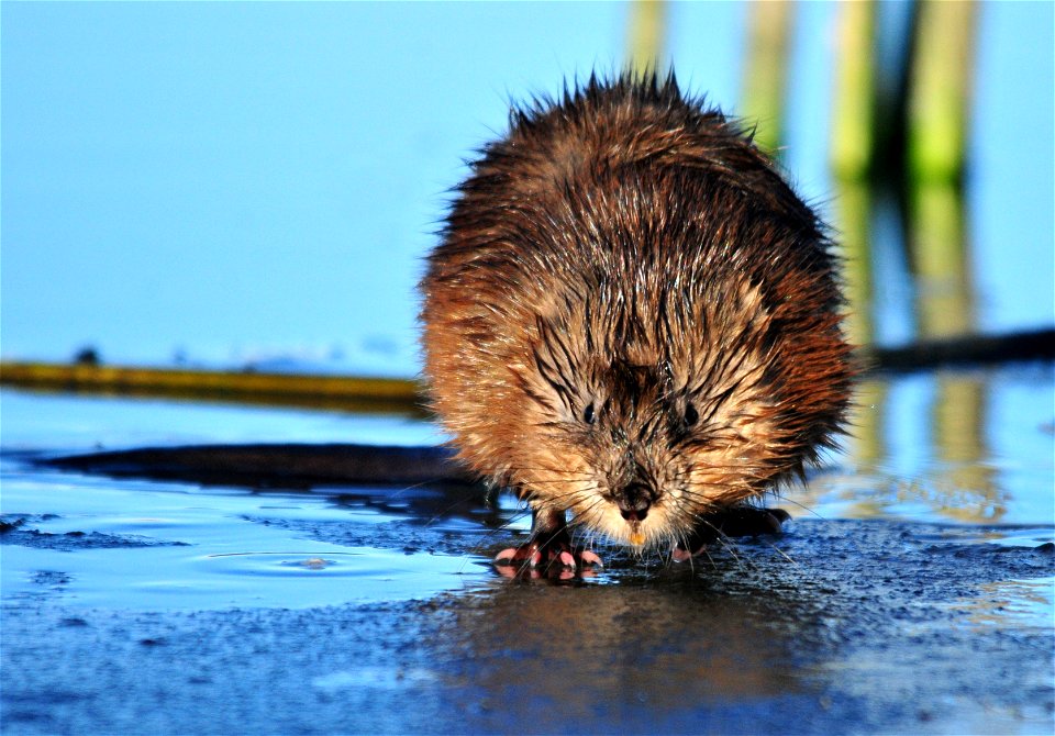 Photo: Tom Koerner/USFWS