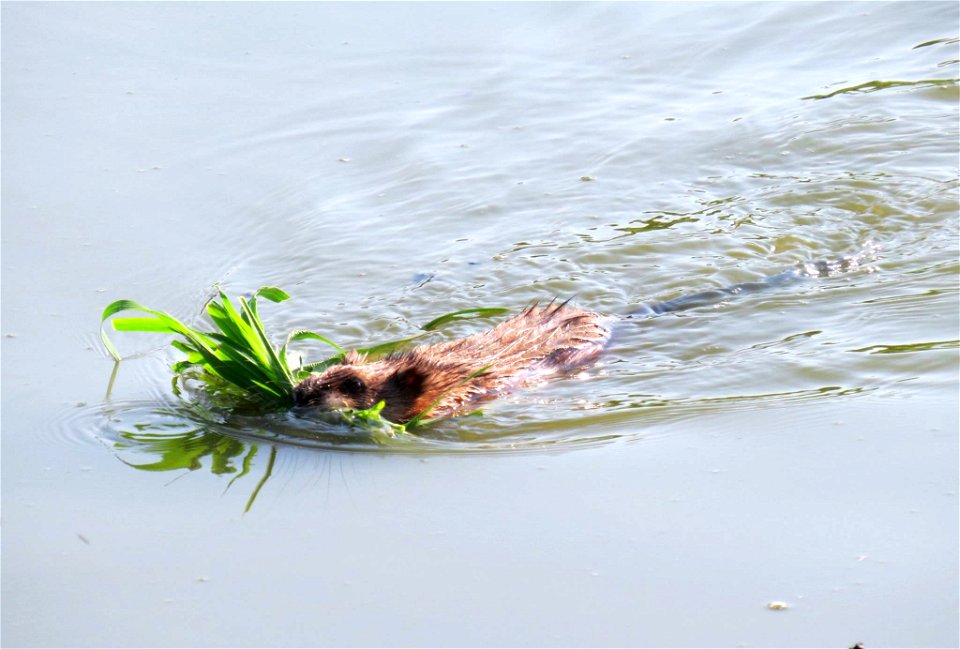 This muskrat at Port Louisa National Wildlife Refuge​ in Iowa is ready for lunch! Vegetation makes up the majority of a muskrat’s diet. Bulrush and cattail are a couple favorites.

Photo by Jessica Bo