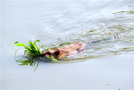 This muskrat at Port Louisa National Wildlife Refuge​ in Iowa is ready for lunch! Vegetation makes up the majority of a muskrat’s diet. Bulrush and cattail are a couple favorites.

Photo by Jessica Bo